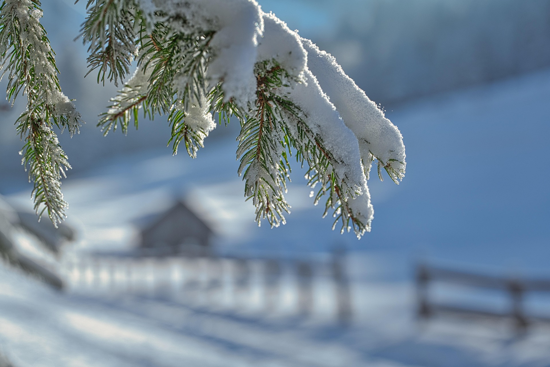 Frosted forest in winter